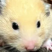 きなこ