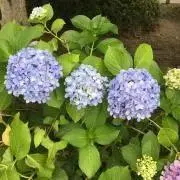 りんごとコーヒーの画像