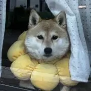 豆しばの画像