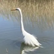 白鳥伝説の画像