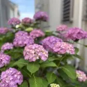 なつじゅん