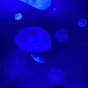 indigomagnoliaの画像