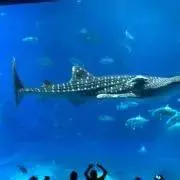 美らさん☆プロフ一読下さい(^^)の画像