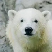 くまの画像