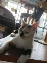 ヒナコの画像
