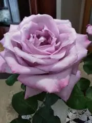 こなみの画像