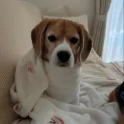 Fの画像