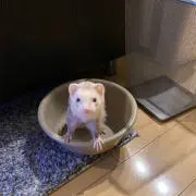だちゃまる