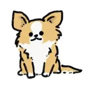 chiwawa⭐︎