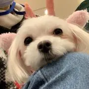 ももの画像