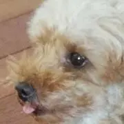 かねなしくんの画像