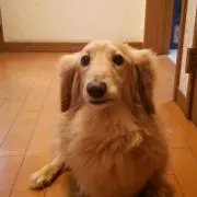 クロロ