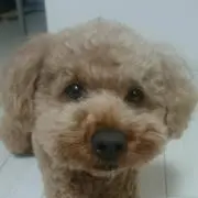 Jackinoの画像