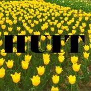 HUITの画像
