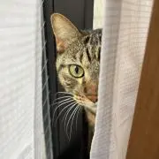 かん