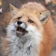 memenmaの画像