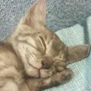 karo