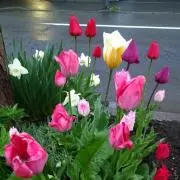 最終値下げ エラー品 ゼクロムGX 争奪戦 PSA 239/SM-P プロモ - メルカリ