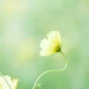 Kohの画像