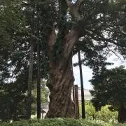 AMMの画像