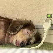 まことの画像