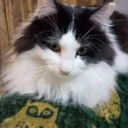 みゆき