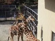 ぽこ☆
