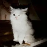 アベルの画像