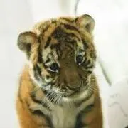 まんたろう