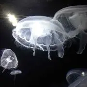 なおほんこんの画像