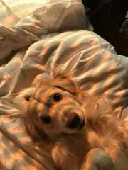 犬たろうマンの画像