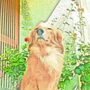 琉樺