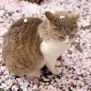 はやはやの画像