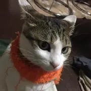 かーみ