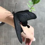 きなこの画像