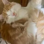Honeyの画像