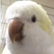 ほろはの画像