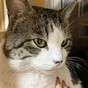 みゃお