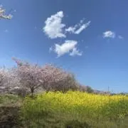 SUの画像