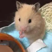 げんかいぐま