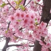 たこやきの画像