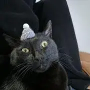 きのこの画像