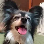 ふくの画像