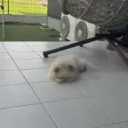 ひでよしの画像