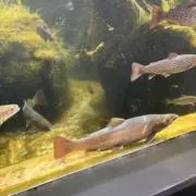 ふくちゃんの画像