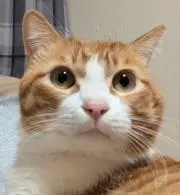 アルオの画像