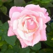 chiiの画像