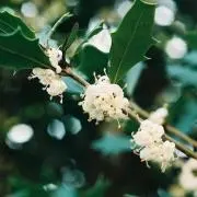 ヒイラギケイトの画像