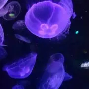 ひーちゃんまま