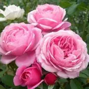 ブラックグラマミンク ダークブラウン ミンクファー帽子 アメリカ製 F